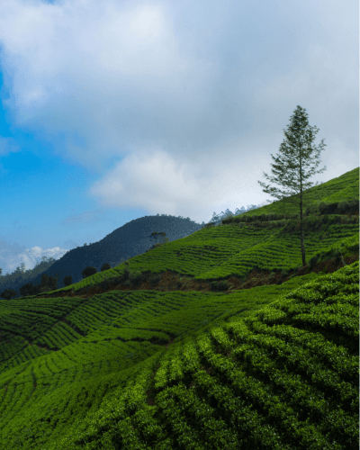 About Image 1
